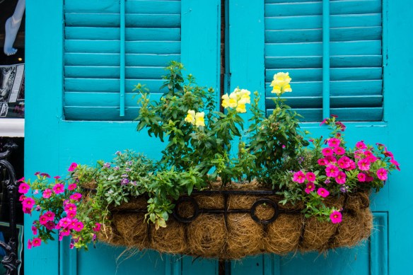 New Orleans çiçek dolu