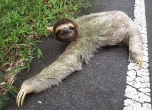 tembel_hayvan1-300x219